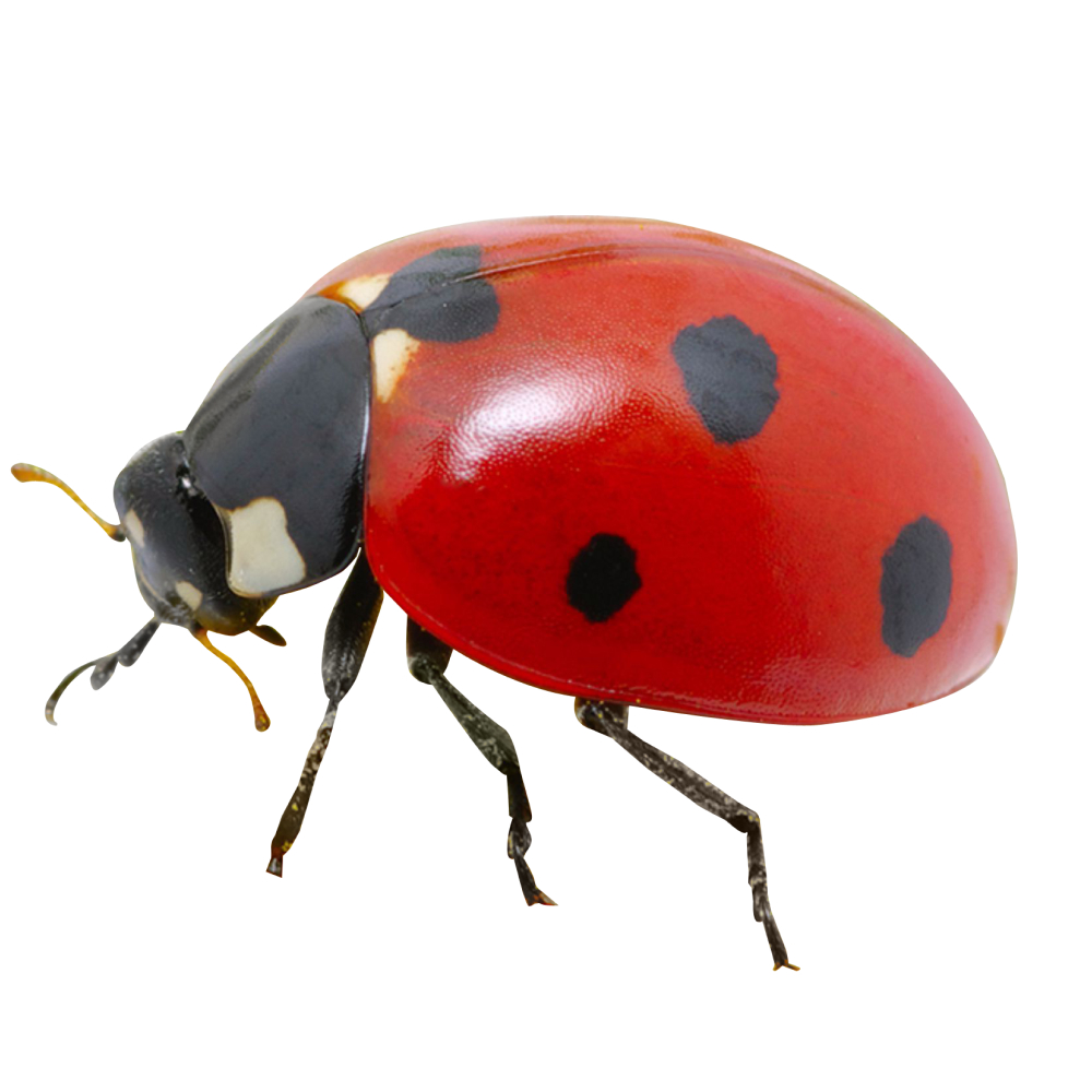 

Божья коровка Центр биологической защиты Санкт-Петербург,Coccinellidae, 50 особей, Coccinellidae, 50 особей
