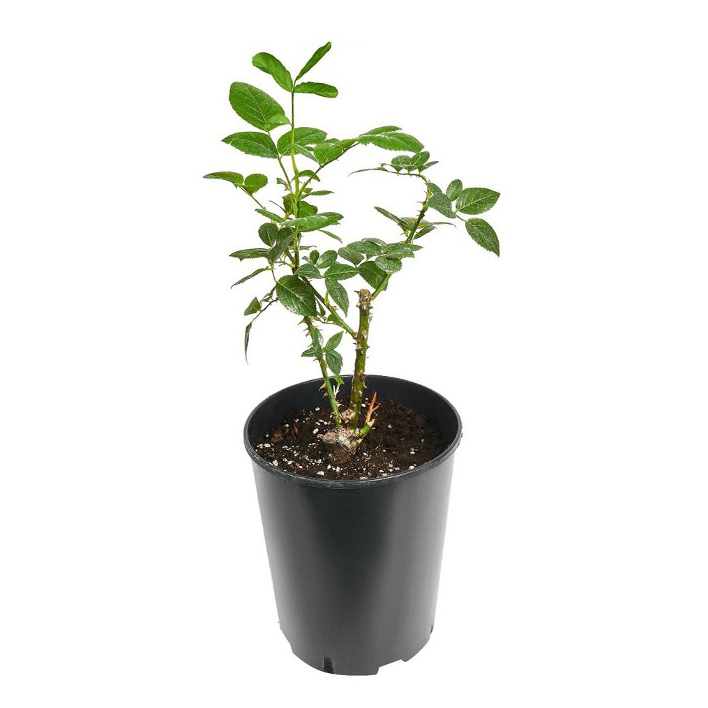 

Саженцы роза Бургунд PlantMarket 6 шт.