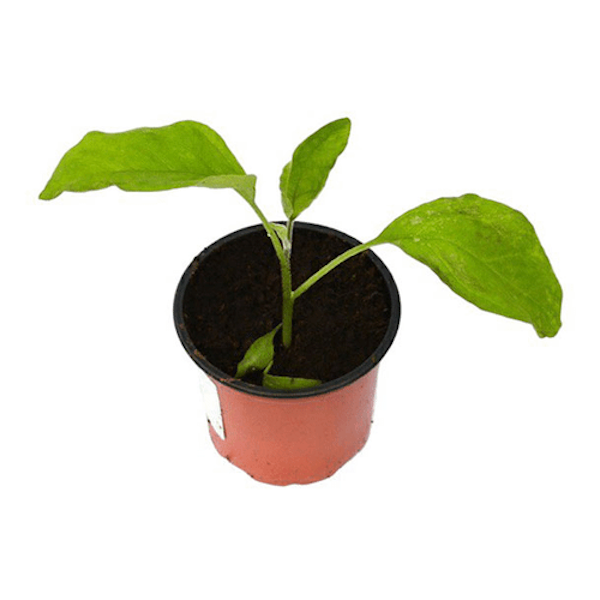 

Рассада Баклажан d10 см