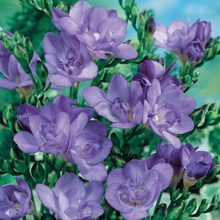 Луковицы фрезия Double Blue Chipollino-flowers 10 шт 410₽