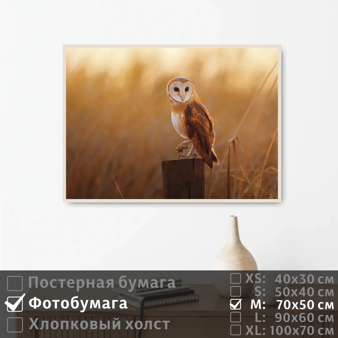 

Постер на фотобумаге ПолиЦентр Сова сидит на столбе смотрит вдаль 70х50 см, СоваСидитНаСтолбеСмотритВдаль
