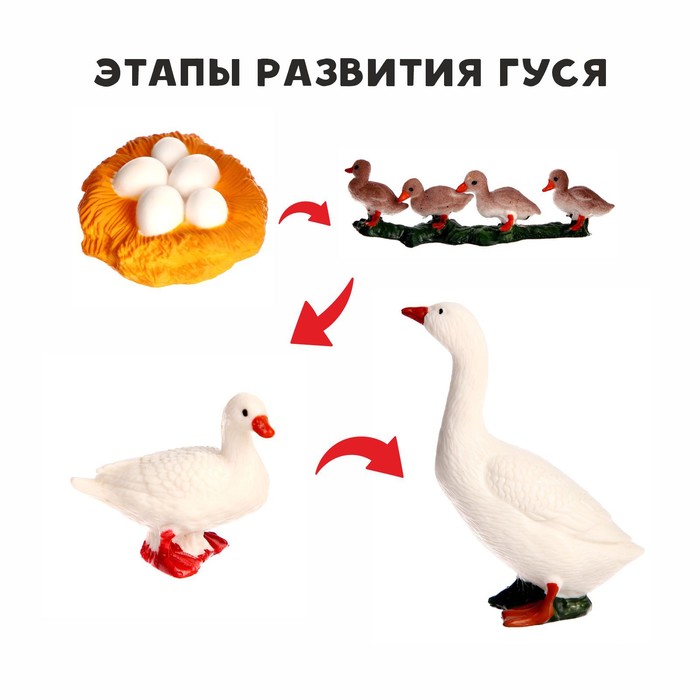 

Обучающий набор Этапы развития гуся» 4 фигурки