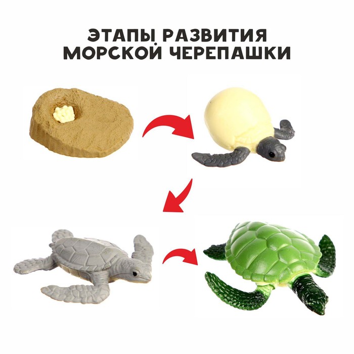 Обучающий набор Этапы развития морской черепашки» 4 фигурки