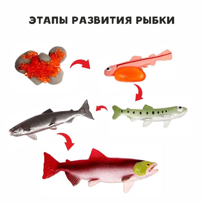

Обучающий набор Этапы развития рыбки» 5 фигурок