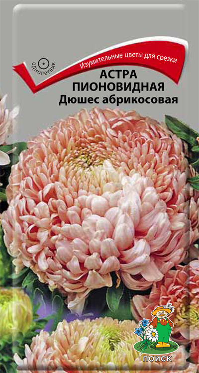 

Семена астра Поиск Дюшес абрикосовая 150211 1 уп.