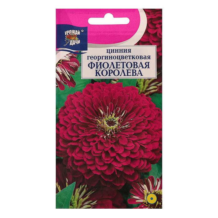 

Семена цветов Цв Цинния георгин. "Фиолетовая королева",0,3 гр