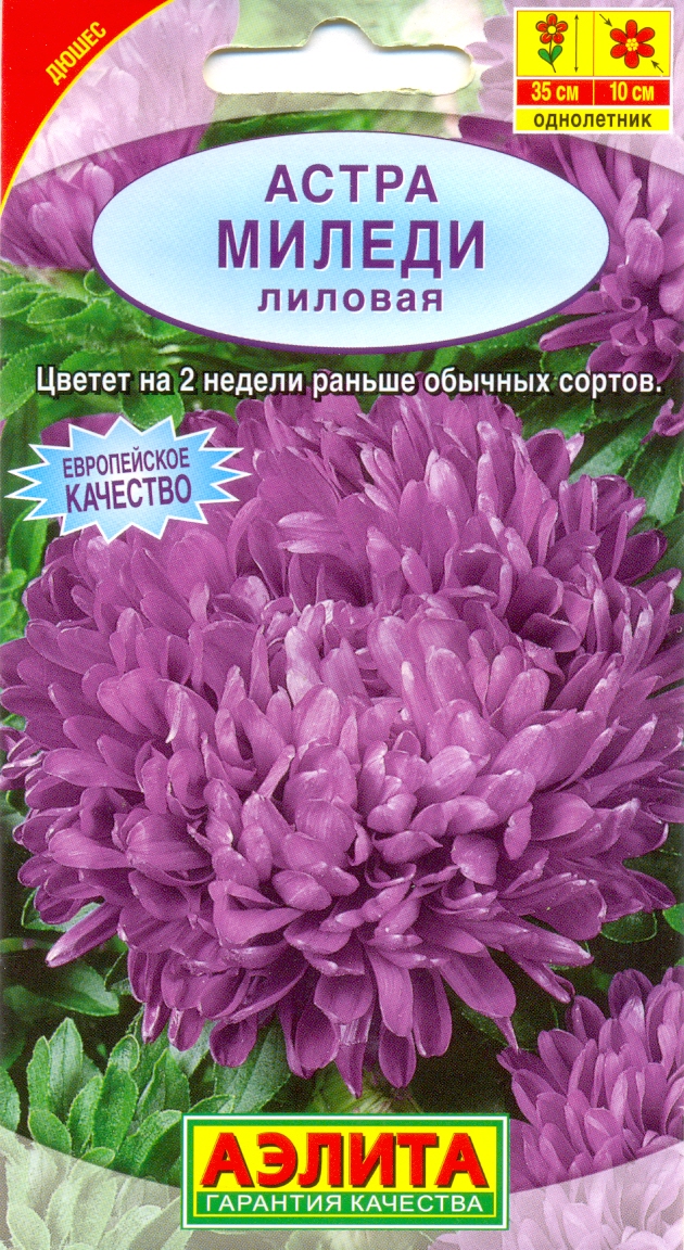 

Семена. Астра "Миледи" лиловая