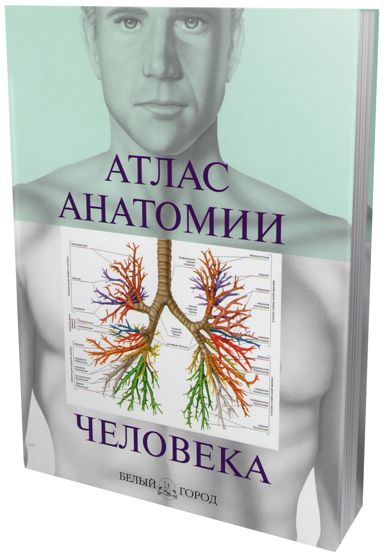 

Атлас анатомии человека