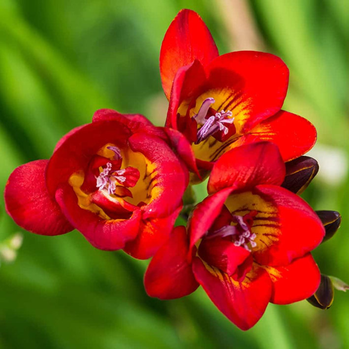 

Луковицы фрезия Дабл Красная Chipollino-flowers 10 шт.