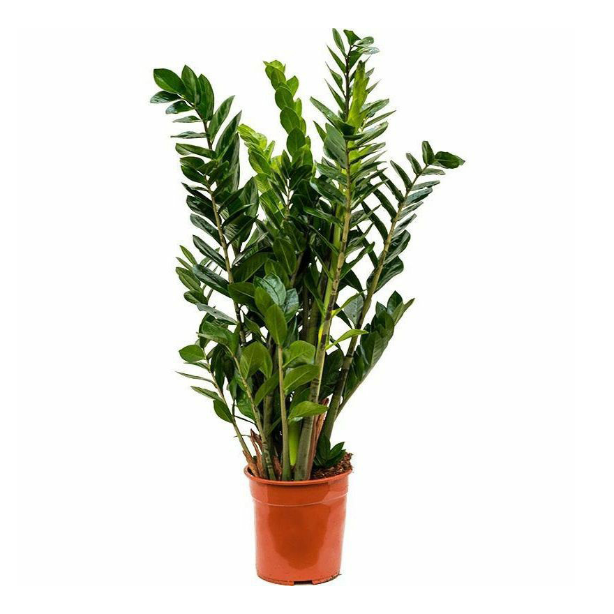 Замиокулькас в горшке