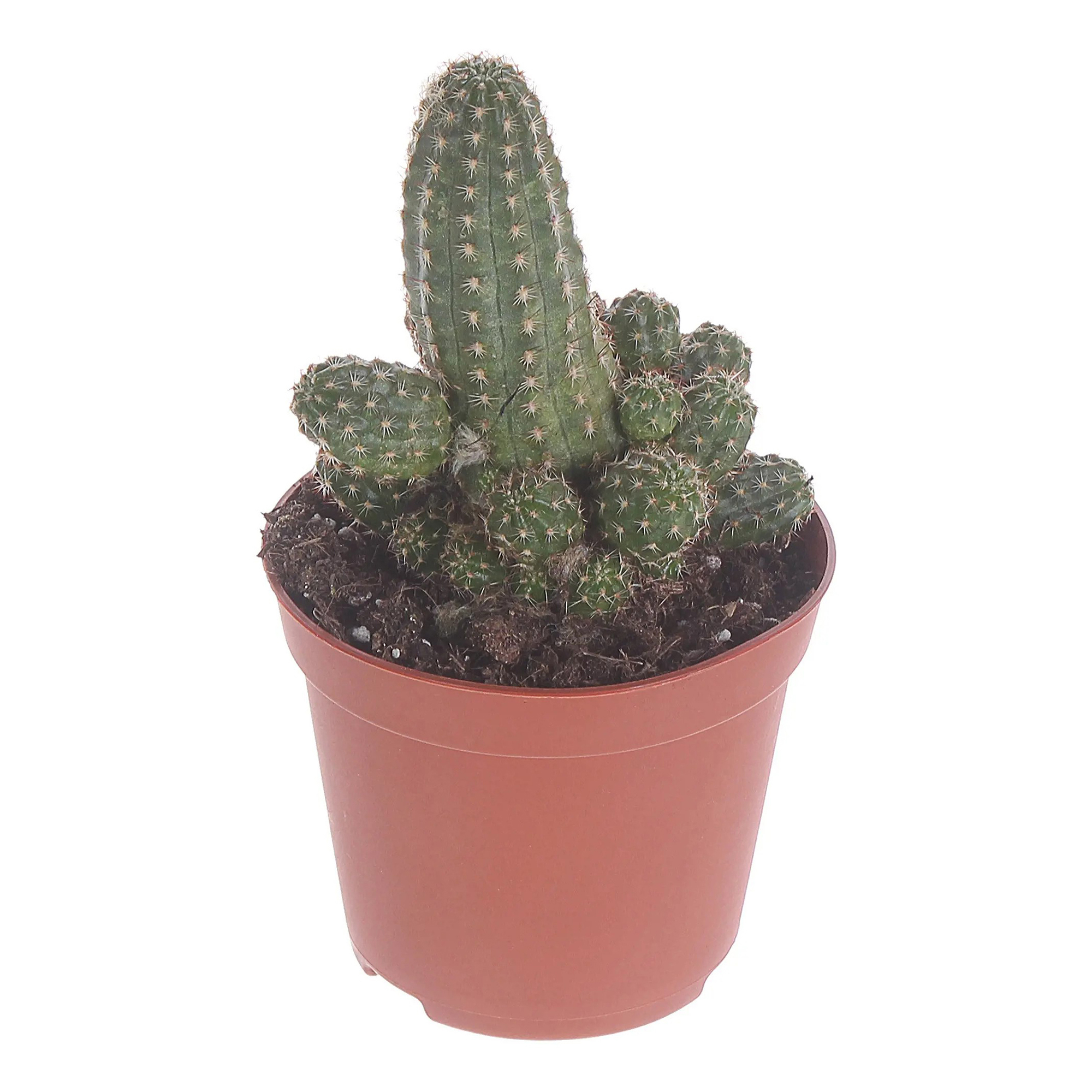 Кактус микс в горшке