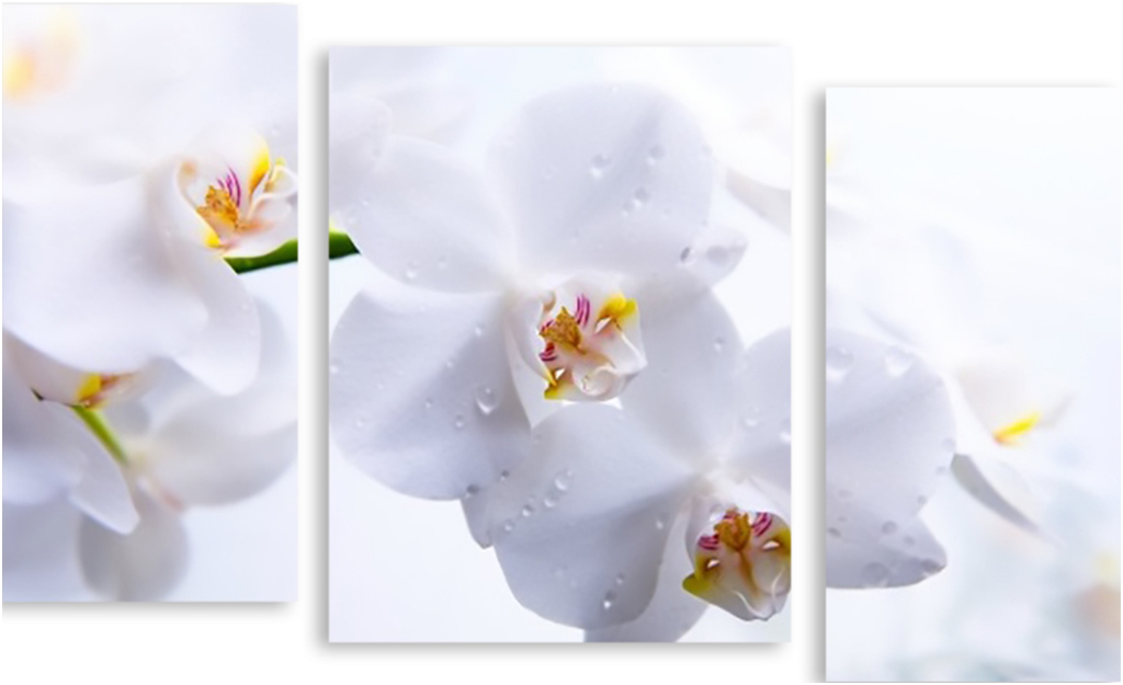 

Картина модульная на холсте Модулка Белые орхидеи 150x90 см, 2910