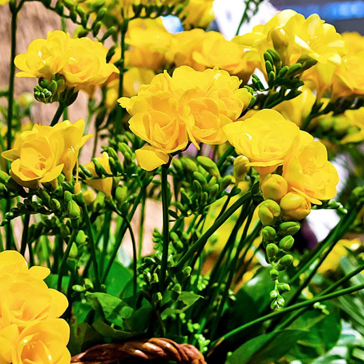 Луковицы фрезия Double Yellow Chipollino-flowers 10 шт 410₽