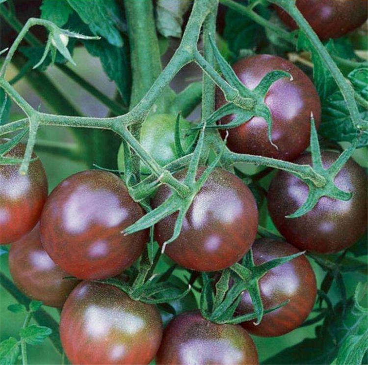 фото Семена овощей томат афро-черри сибирский сад нк341792 2 г
