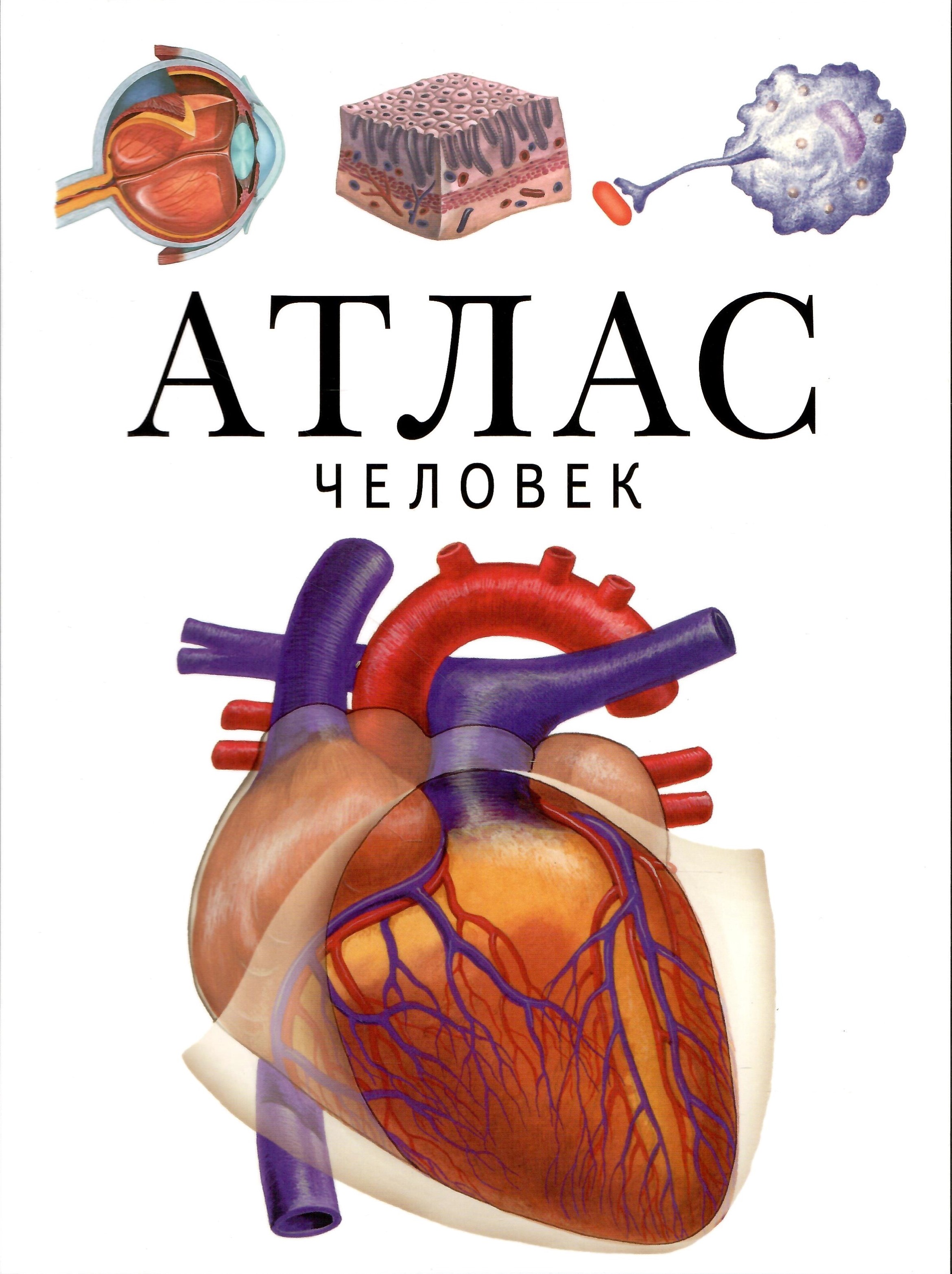 

Человек: атлас