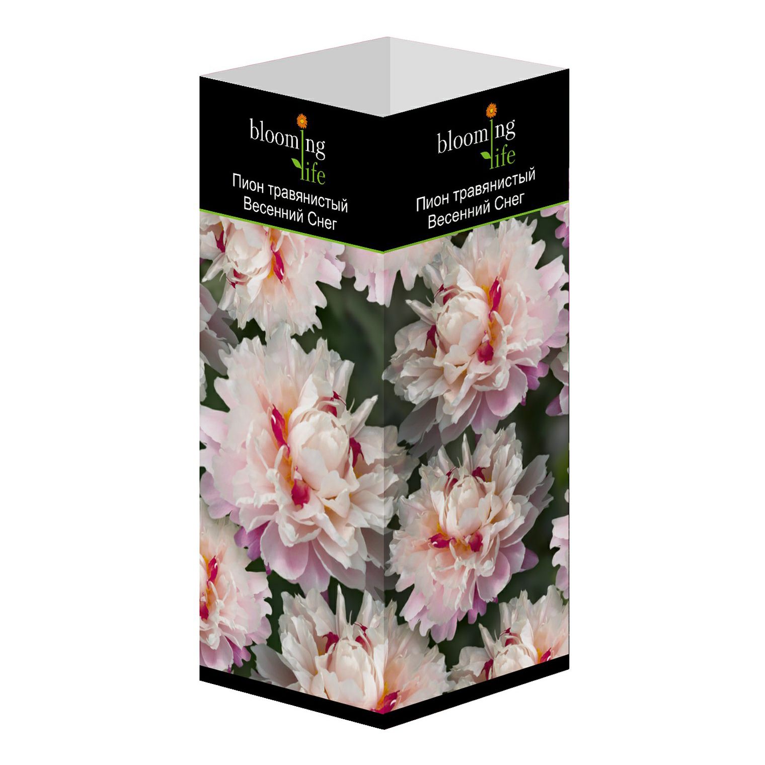 

Саженец Пион Blooming Life Весенний Снег