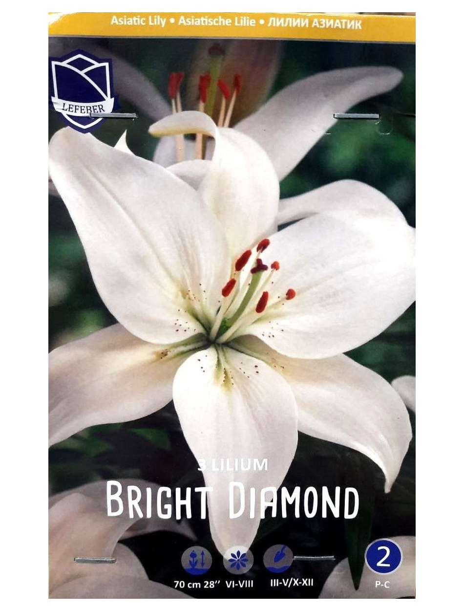 Лилия брайт даймонд. Лилия азиатская Брайт Даймонд. Lilium Bright Diamond. Лилия Брайт Даймонд 10/12 (750) ла белая.