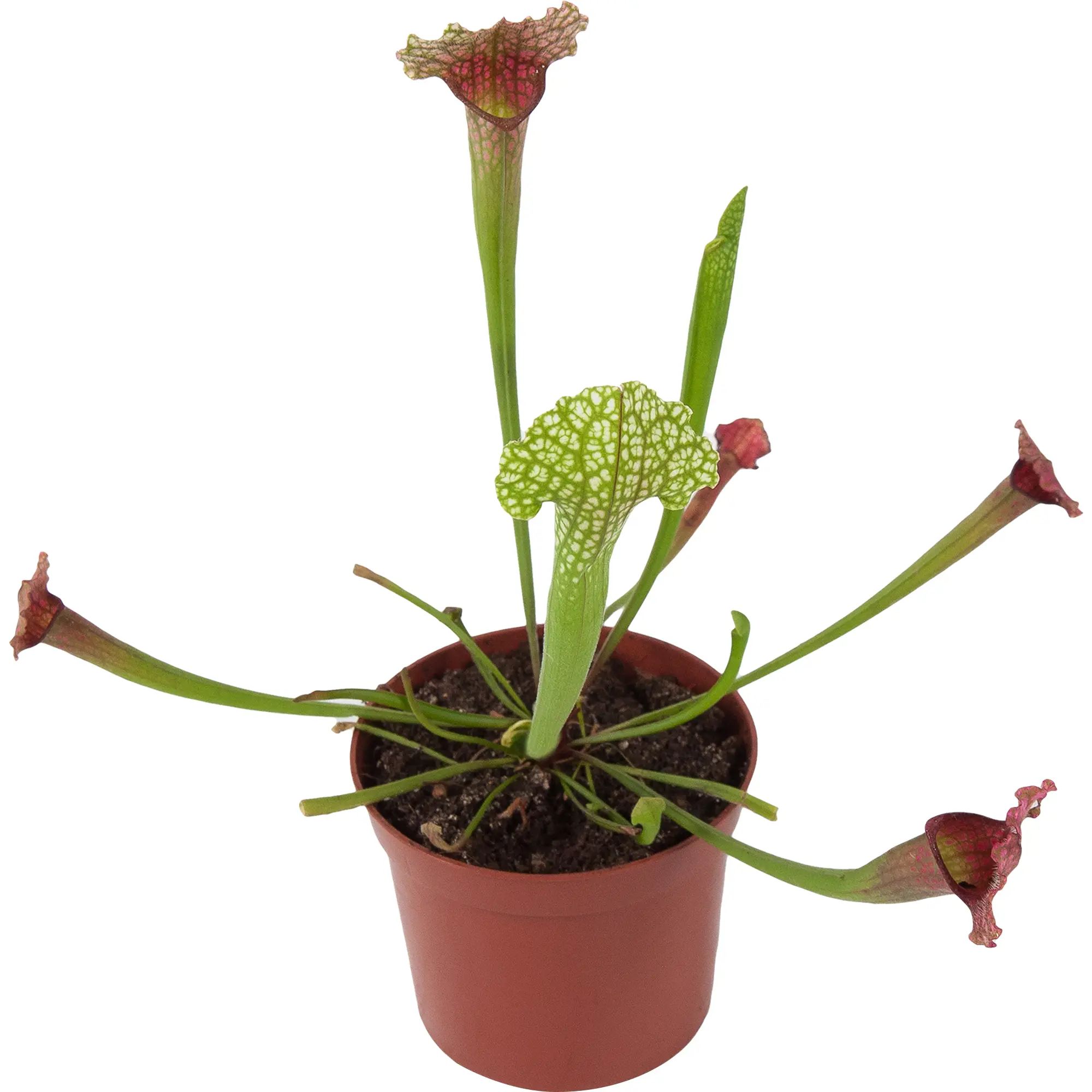 

Насекомоядный микс h15 см d9 см в ассортименте (цвет по наличию)