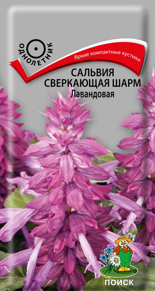

Семена сальвия Поиск Шарм Лавандовая 47523 1 уп., Семена Сальвия сверкающая Шарм Лавандовая однолетние 0,1 гр.