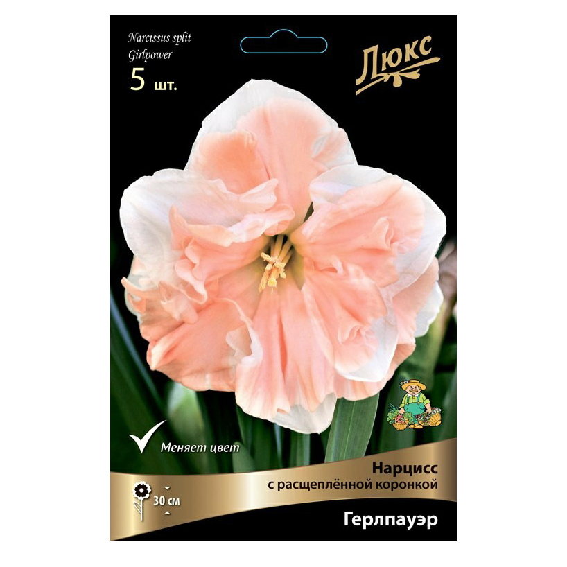 

Луковицы нарцисс Поиск Герлпауэр Люкс 5 шт.