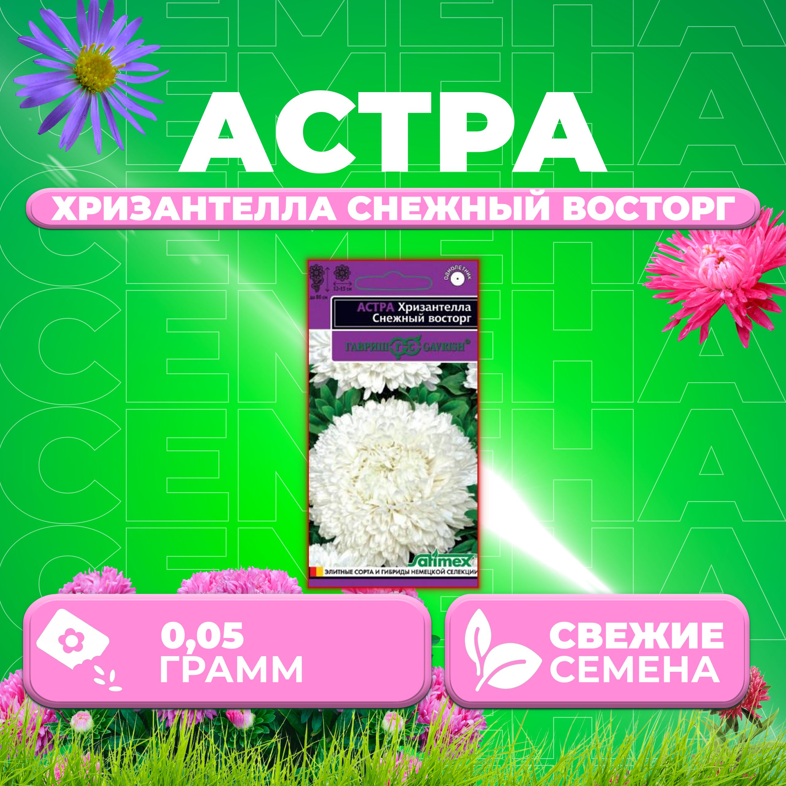 

Семена Астра Хризантелла Снежный восторг, 0,05г, Гавриш, Satimex (1 уп)