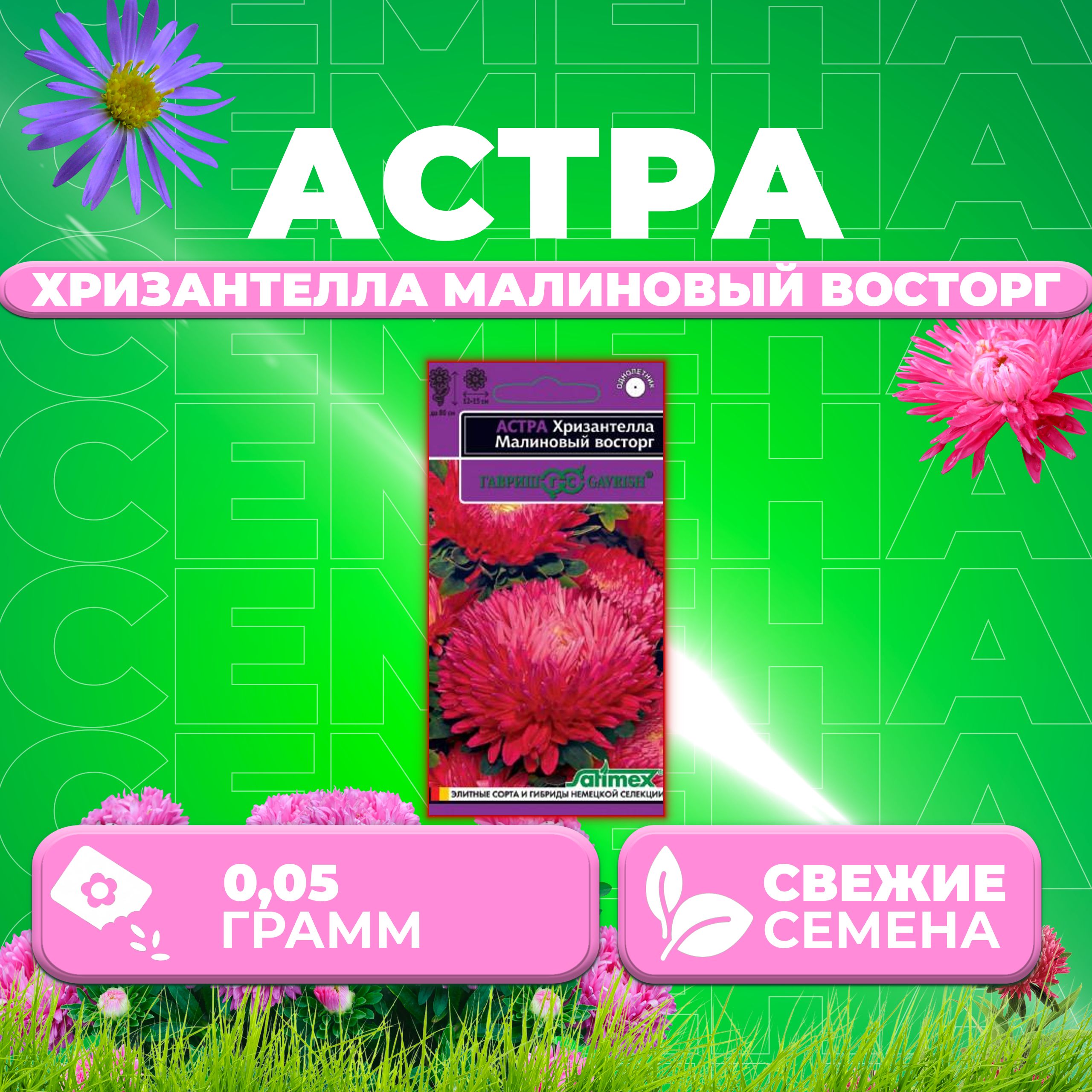 

Семена Астра Хризантелла Малиновый восторг, 0,05г, Гавриш, Satimex (1 уп)