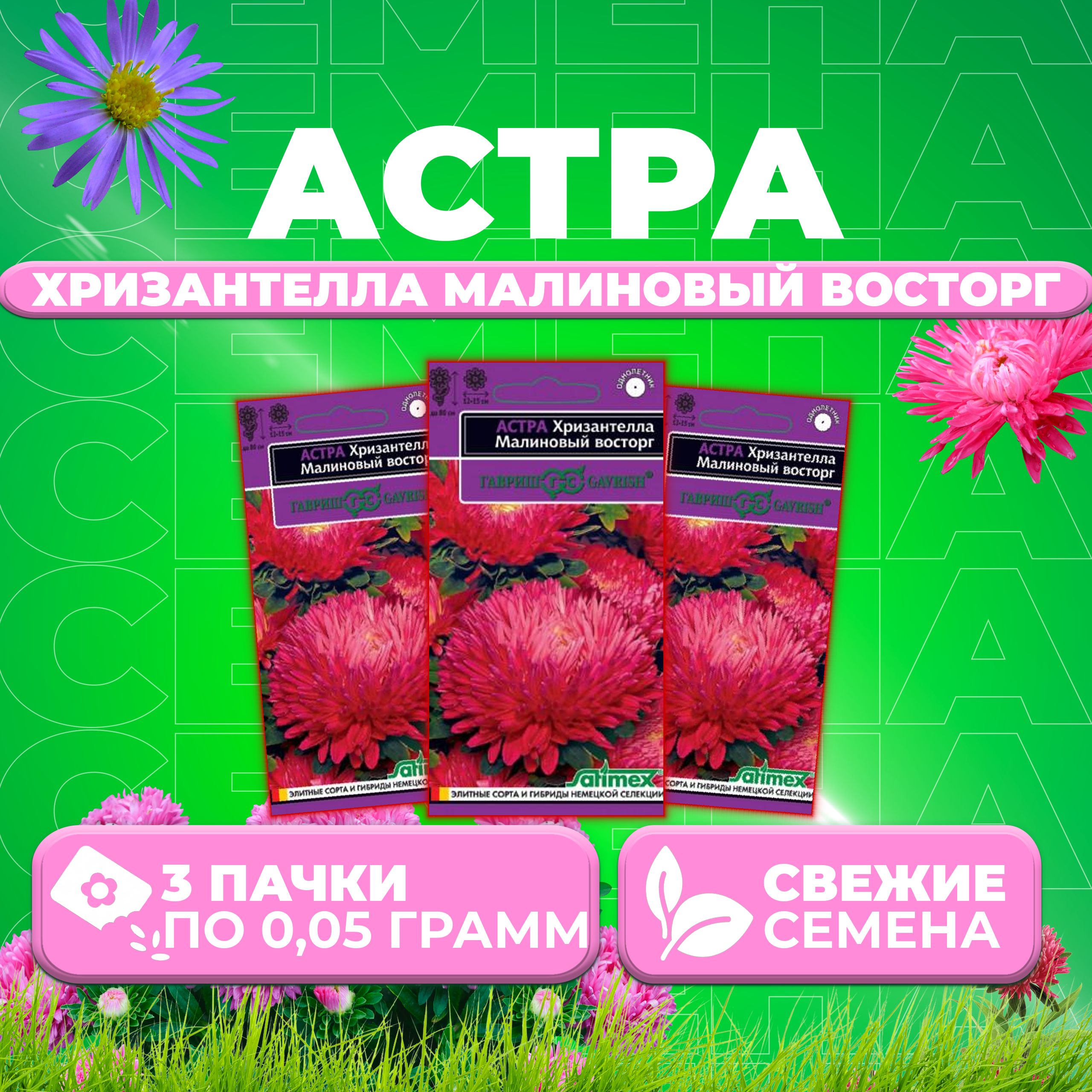 

Семена Астра Хризантелла Малиновый восторг, 0,05г, Гавриш, Satimex (3 уп)
