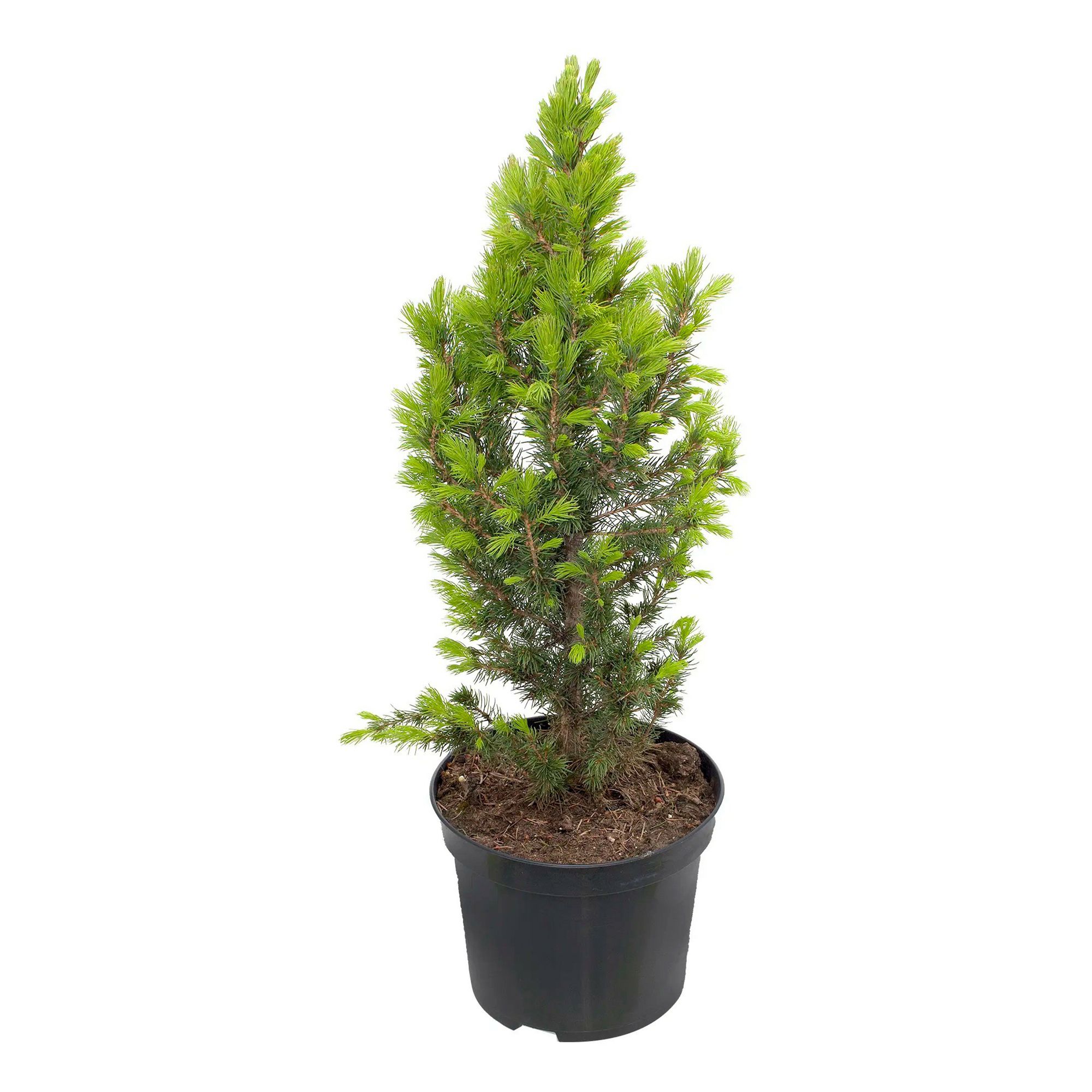 Ель Picea Conica Dezember 60 x 17 см