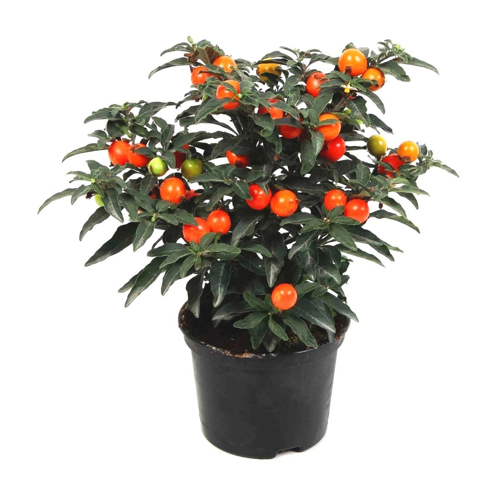 

Соланум Orangery Pseudocap.mix h30 см d13 см