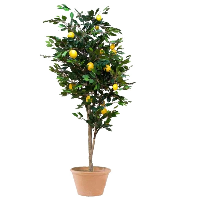 

Лимон Сitrus lemon sinensis h180 см d46 см