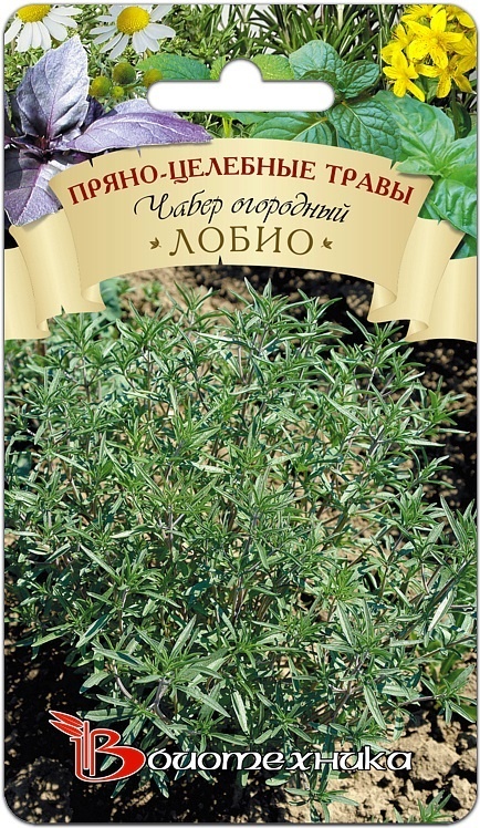 

Чабер садовый Лобио