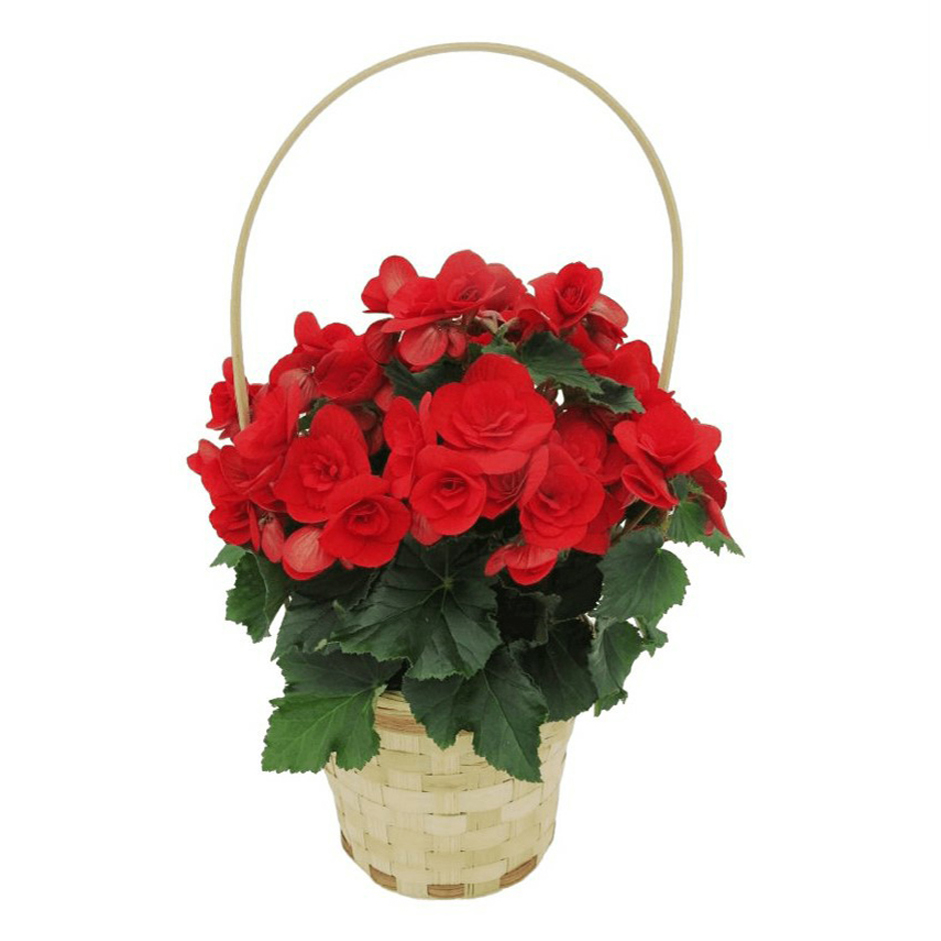 Бегония в корзине 3 шт