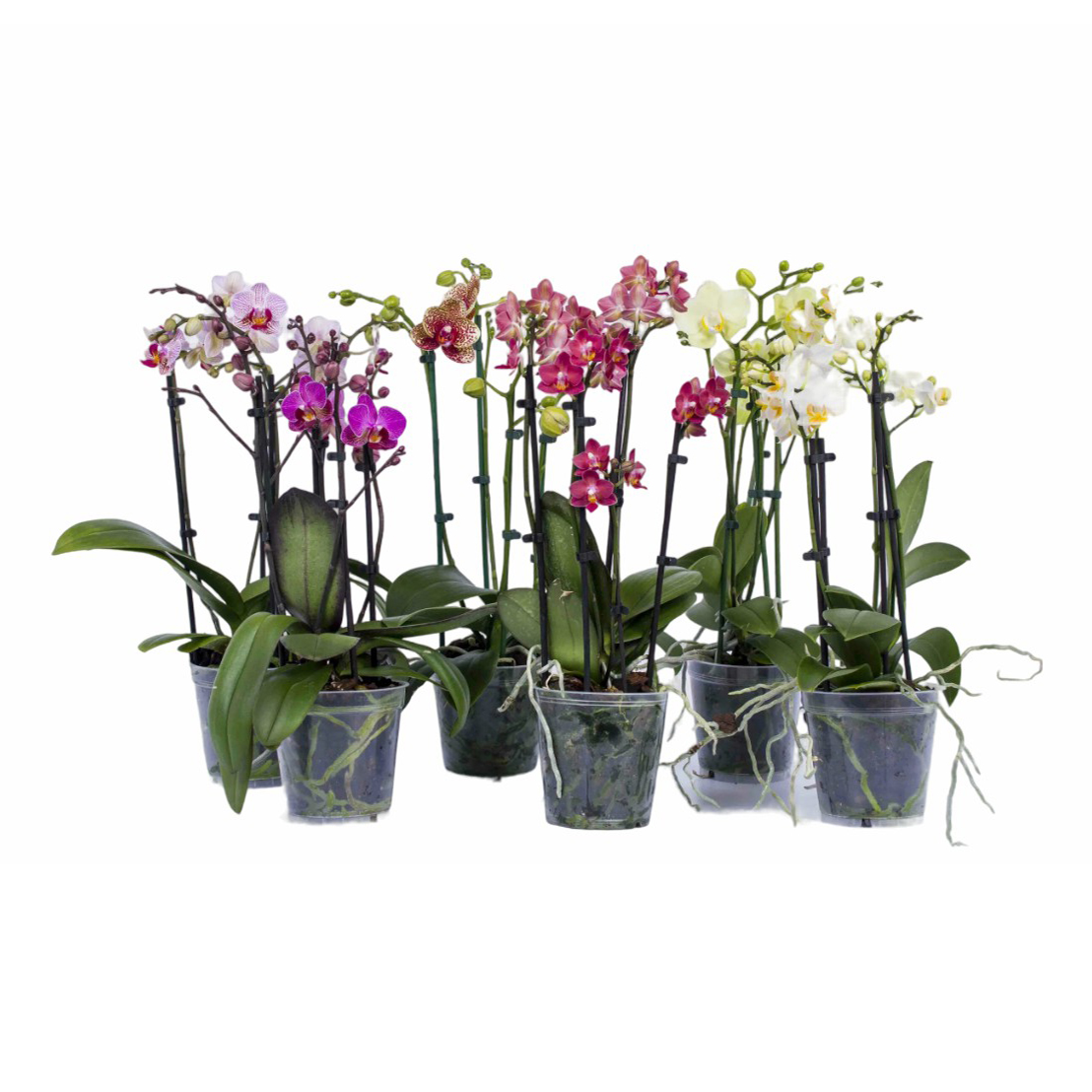 орхидеи растущие фото