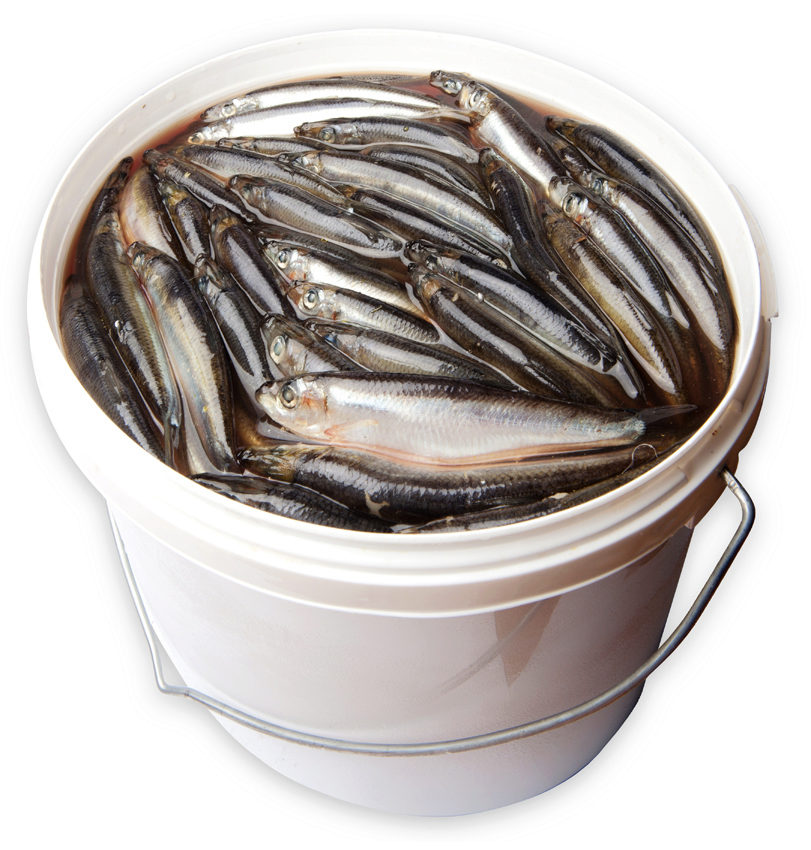 

Килька пряного посола Kajax Fishexport