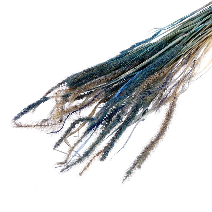 Сухоцвет Щетинник , синий, 30 - 50 г в упаковке