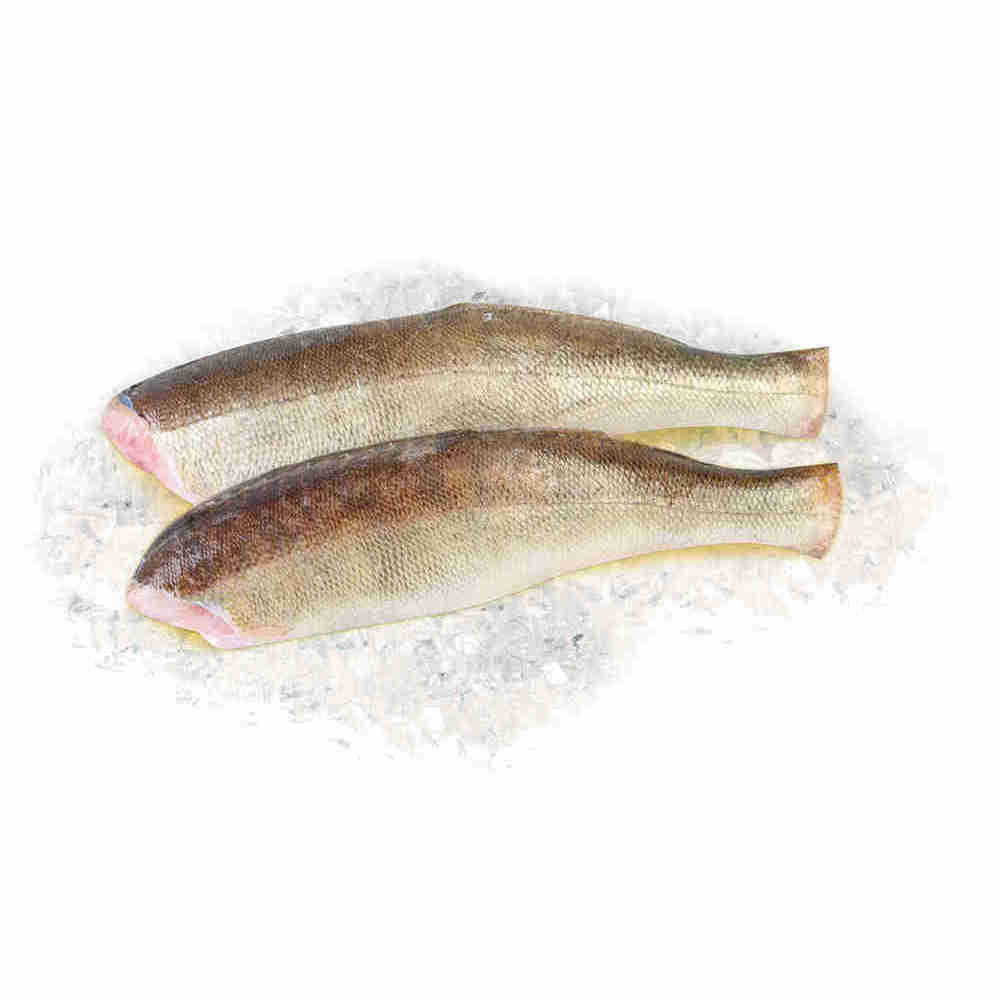 

Судак Онежский тушка охлажденная +-1,5 кг