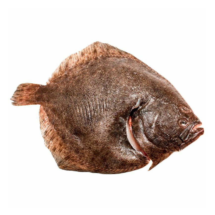 Рыба тюрбо фото и описание