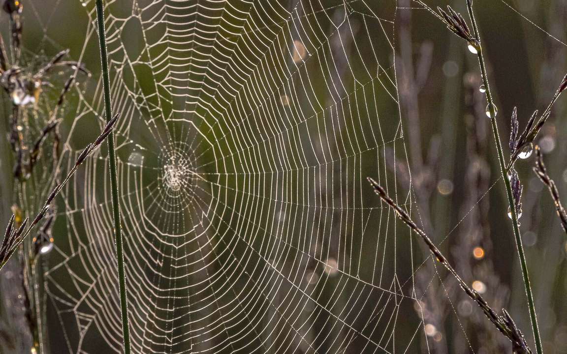 

Картина на холсте 60x110 LinxOne "Паутина, ветки, роса, капли