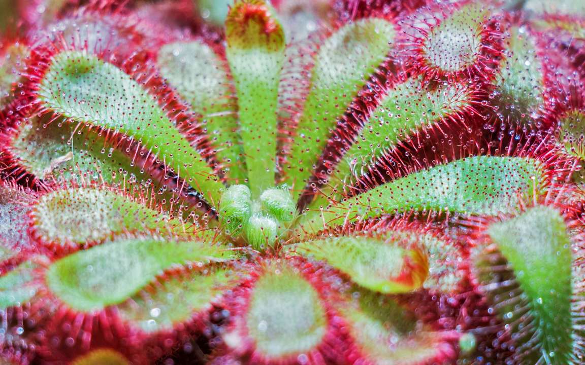 

Картина на холсте 60x110 LinxOne "Растение, drosera spatulata