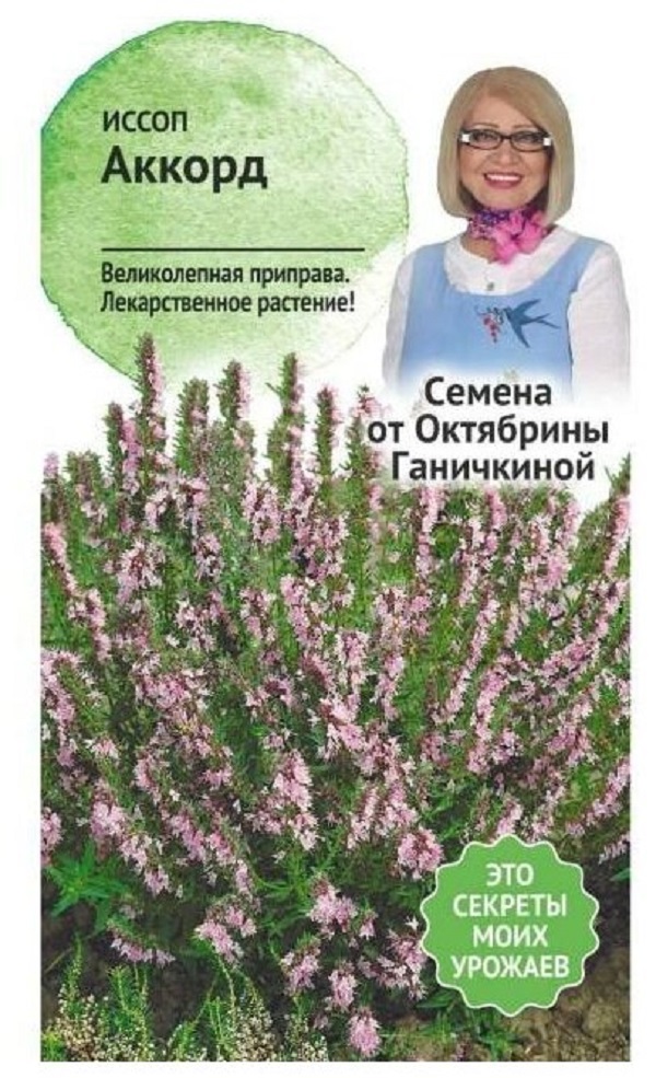 

Семена иссоп Аккорд Семена от Октябрины Ганичкиной 120144