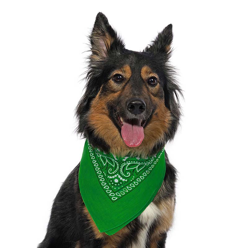 фото Бандана для собак baziator унисекс, демисезон, зеленый,