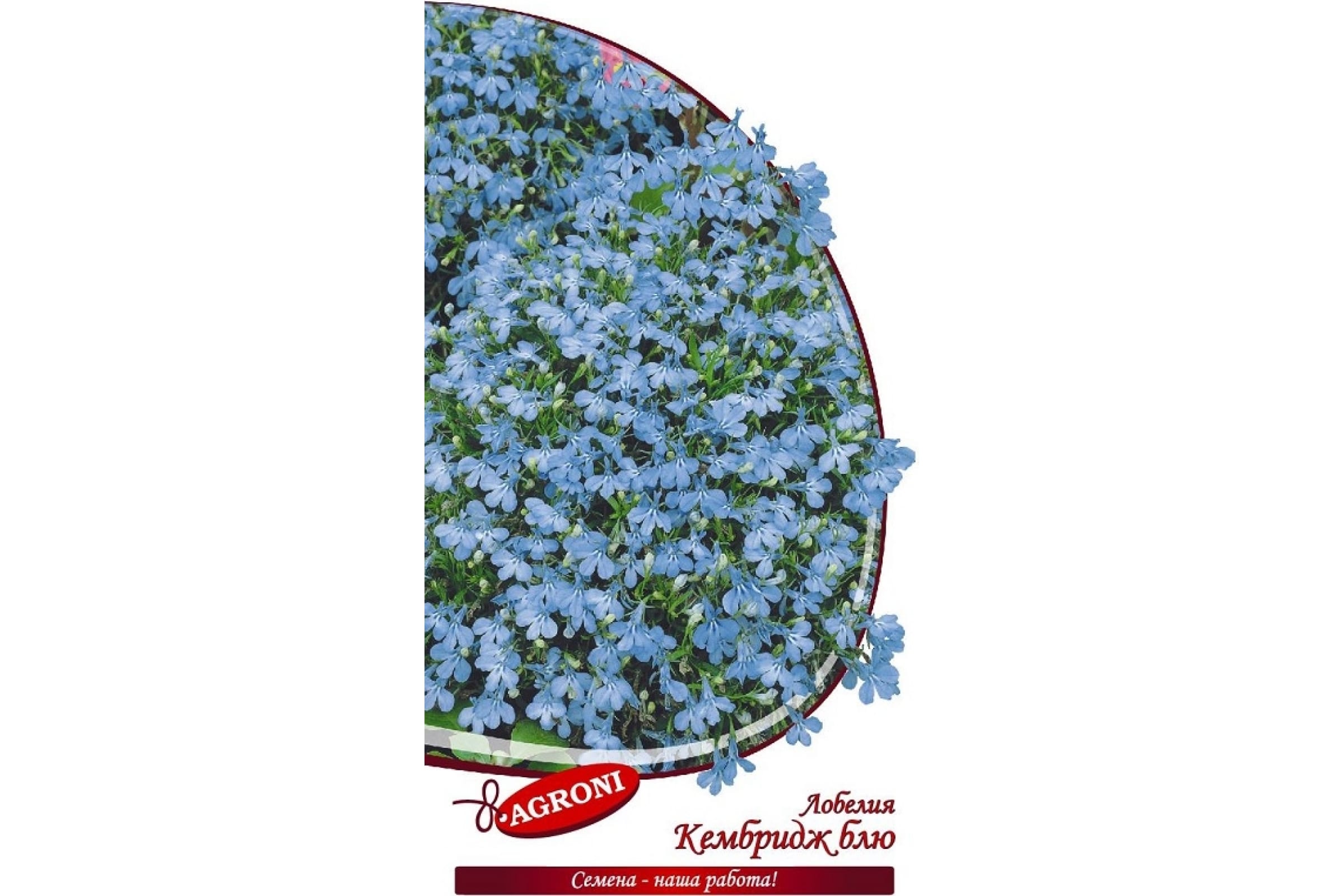

Семена лобелия Агрони Кэмбридж блю 5619 1 уп.