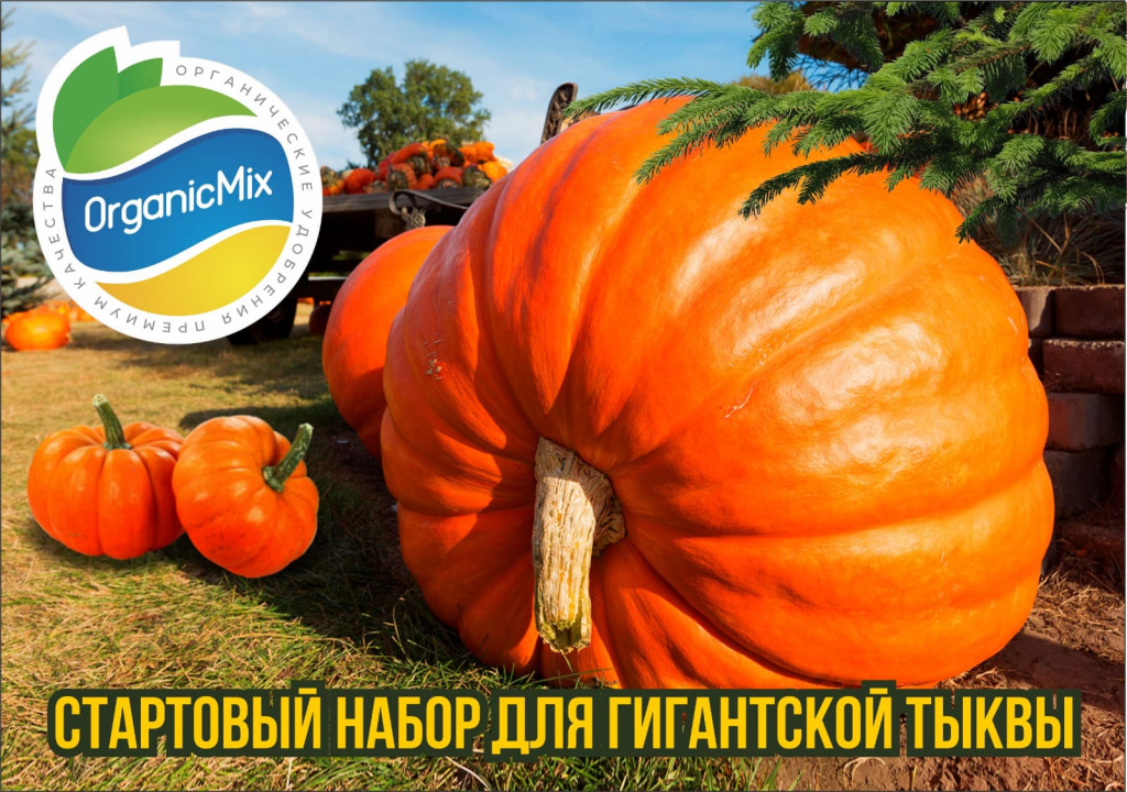 

Набор Органик Микс для выращивания гигантской тыквы