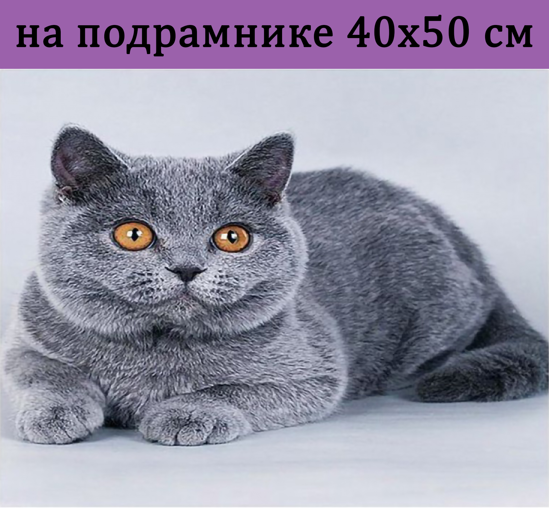 

Алмазная мозаика GA74729 британец на подрамнике 40х50, 40х50