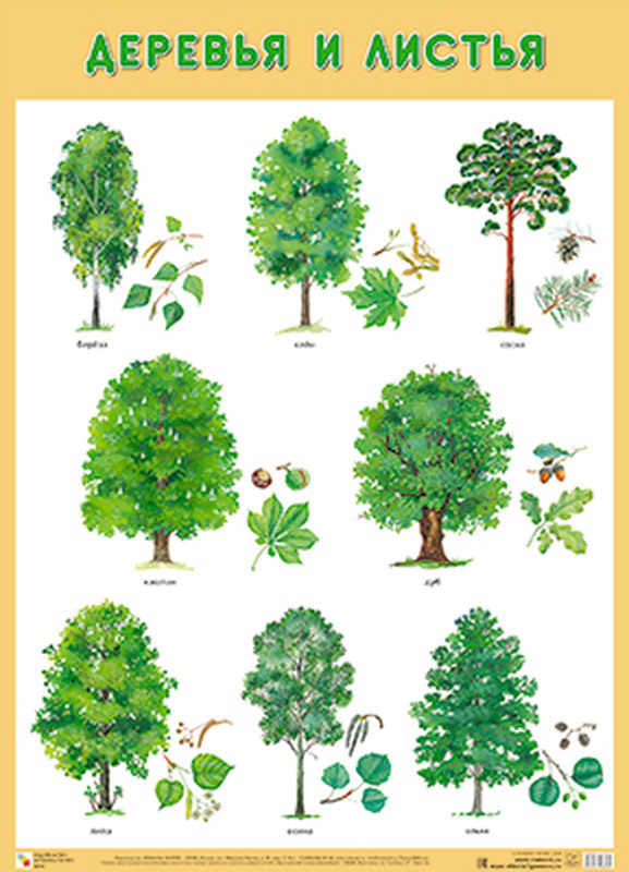 Развивающие плакаты Мозаика-Синтез Деревья и листья мой гербарий листья деревьев