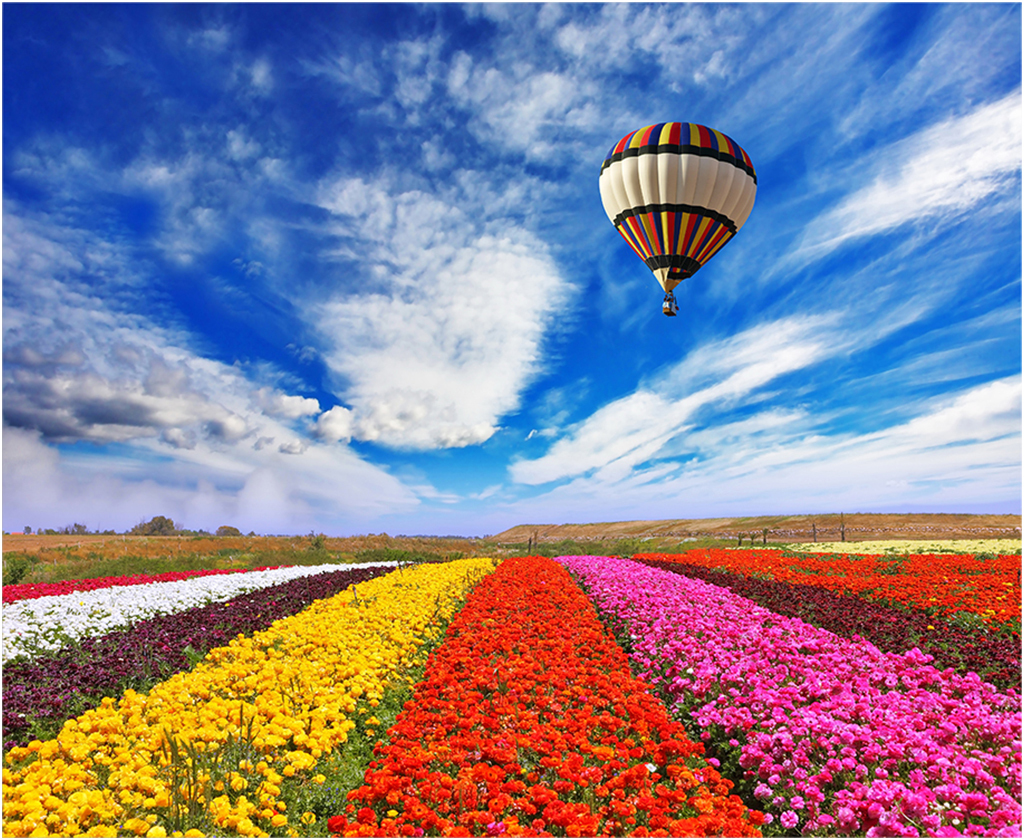 воздушный шар с цветами картинки
