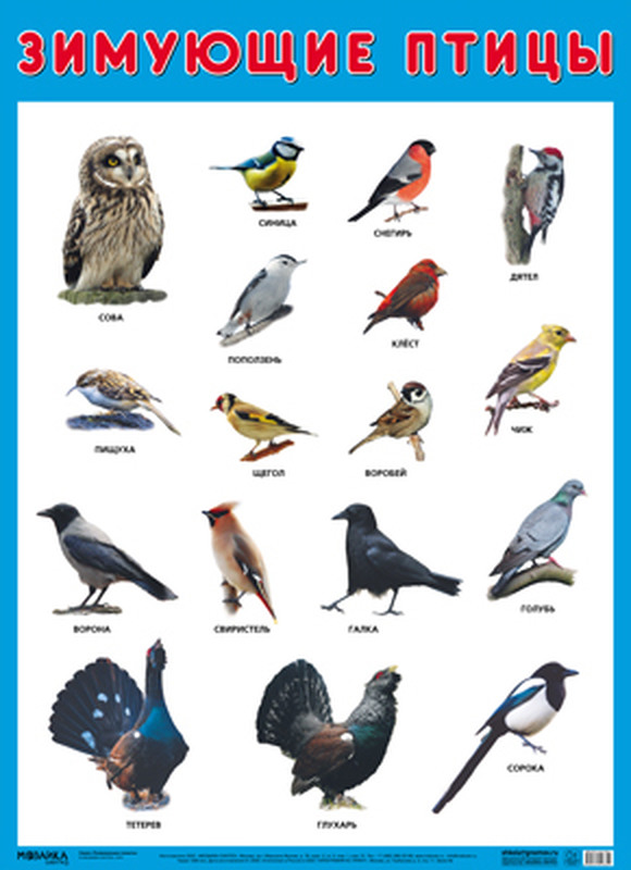 Развивающие плакаты Мозаика-Синтез Зимующие птицы