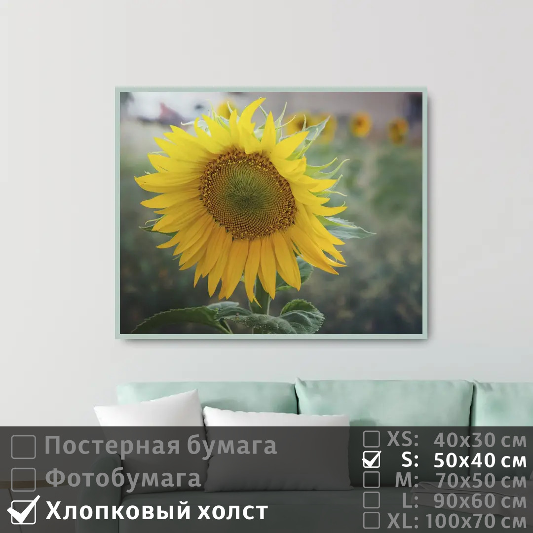 

Постер на холсте ПолиЦентр Подсолнух 50х40 см, Подсолнух