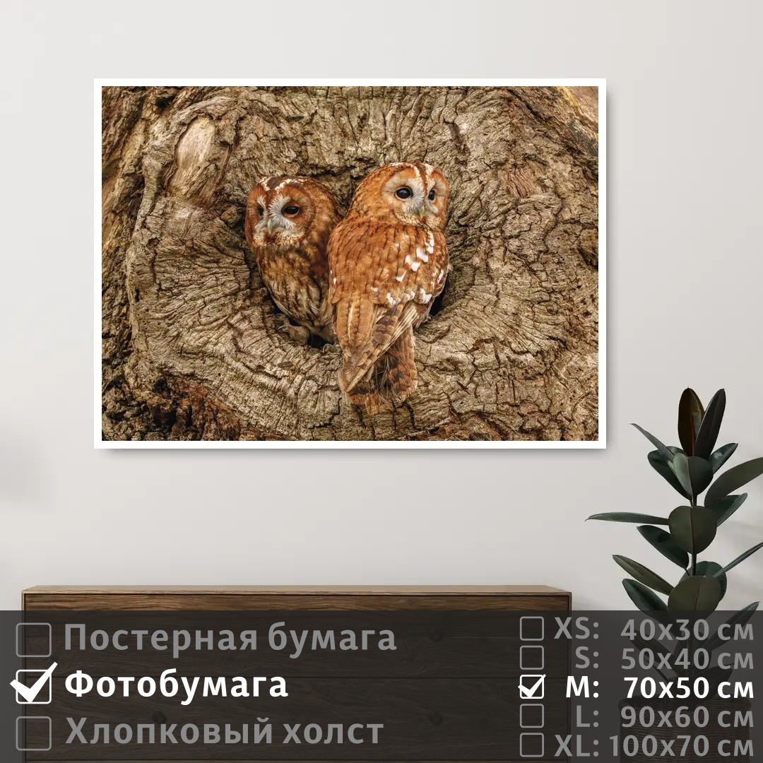 

Постер на фотобумаге ПолиЦентр Две совы в дупле дерева 70х50 см, ДвеСовыВДуплеДерева
