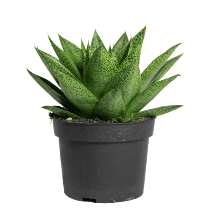 

Гастерия Gasteria tiga h12 см d9 см